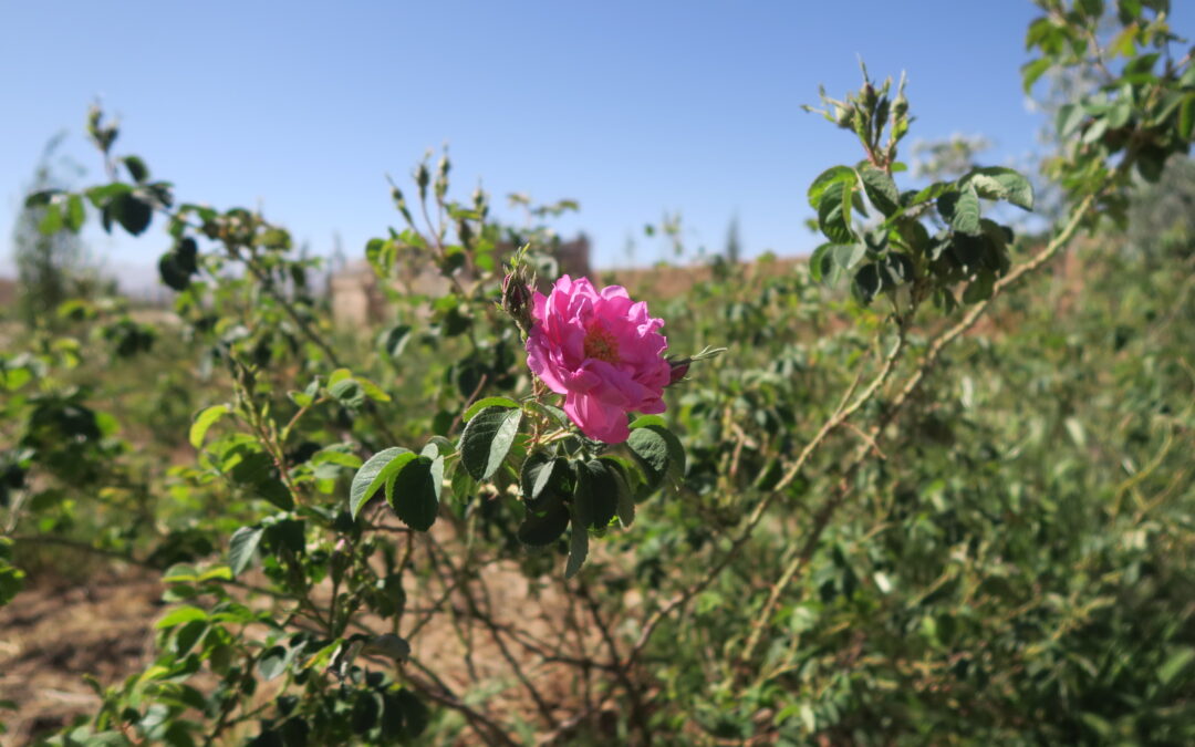 Traversée de l’Azur de l’Océan au Rose des Pétales du ±10 au ± 22/04/26